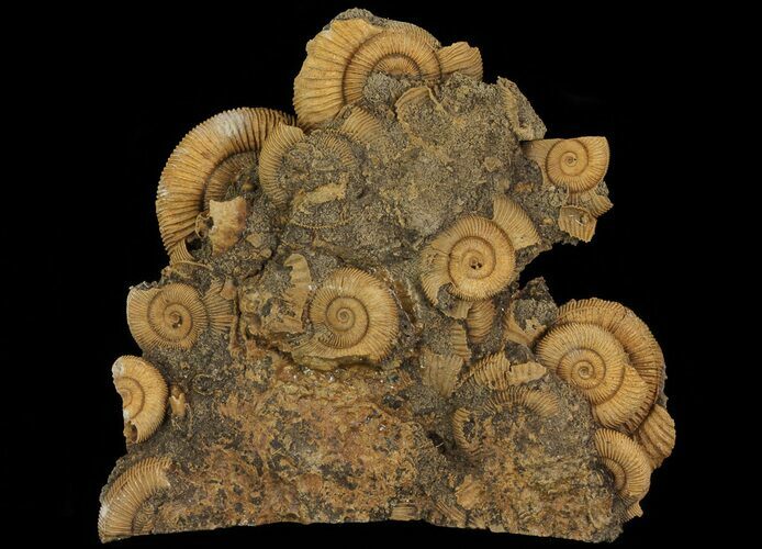 Dactylioceras Ammonite Cluster - Germany #64561